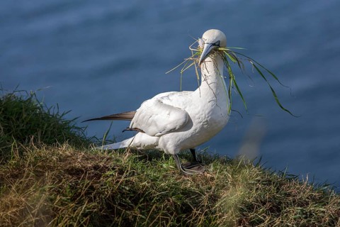 Northern Gannet (Morus bassanus), with nesting material in beak, East Yorkshire, United Kingdom