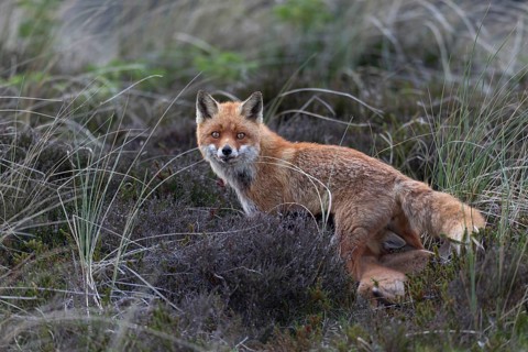 From a certain age, the pups are suckled by the red fox (Vulpes vulpes) while standing, raising