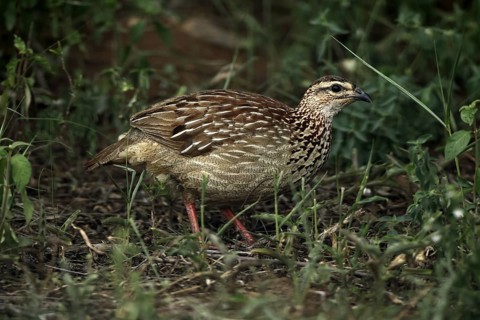 Crested Francolin (Ortygornis sephaena), adult, on the ground, alert, foraging, Kruger, Kruger