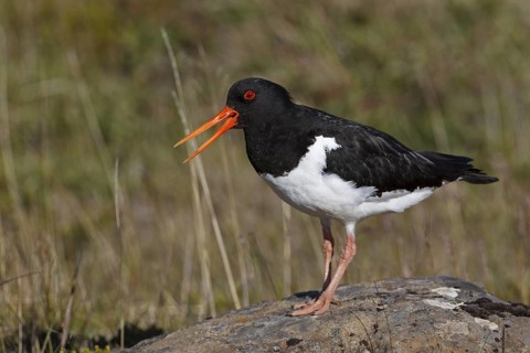 Eurasian Oystercatcher (Haematopus ostralegus) calling, Iceland