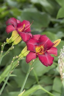 Daylily (Hemerocallis 'Tristan'), Weihenstephan Gardens, Germany