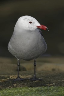 Heermann's Gull (Larus heermanni), California, USA