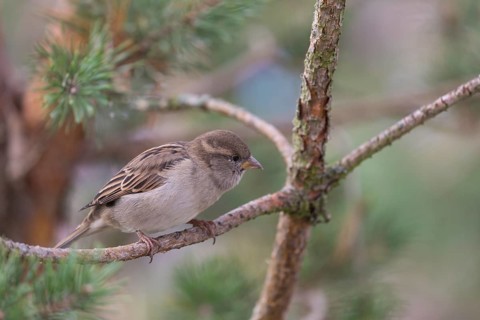 One house sparrow, Passer domesticus sitting on a twig in a bush