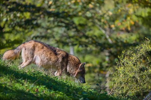 One eurasian gray wolf (Canis lupus lupus) walking down a grassy hill with a green forest in the