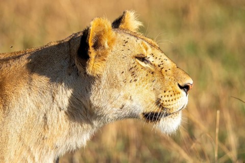 A majestic lioness basks in the warm savannah sunlight, its profile gracefully captured against a