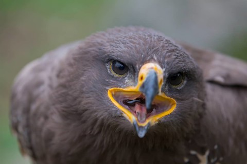 Portrait of immature Aquila nipalensis, steppe eagle, in late light with green background