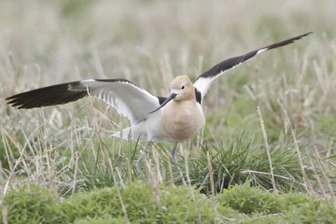 American Avocet (Recurvirostra americana), Alberta, Canada