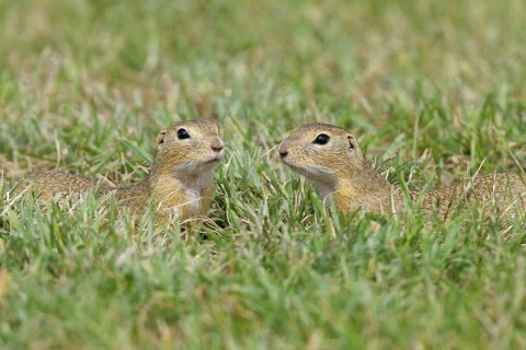 European ground squirrel (Spermophilus citellus) two animals meet in a meadow, Burgenland Austria