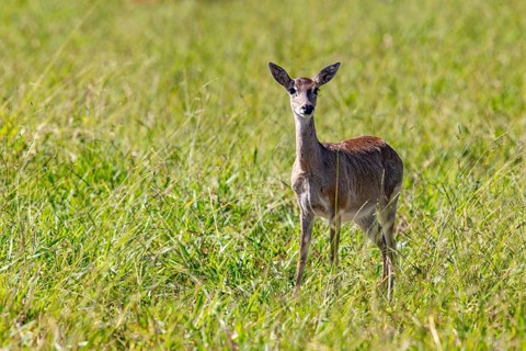 Pampas deer (Ozotoceros bezoarticus) Pantanal Brazil