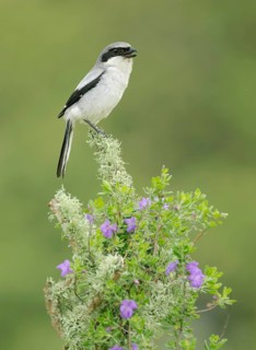 Loggerhead Shrike (Lanius ludovicianus), Texas, USA