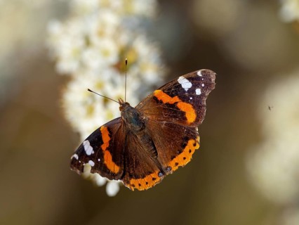 Red admiral (Vanessa atalanta), Pyrameis atalanta, butterfly, butterfly, insect, insects, (Aglais