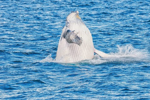 Humpback whale (Megaptera novaeangliae) breaching, Hervey Bay, Queensland, Australia