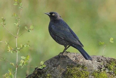 Brewer's Blackbird (Euphagus cyanocephalus), British Columbia, Canada