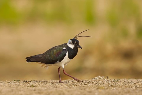 Northern Lapwing (Vanellus vanellus) male, North Rhine-Westphalia, Germany