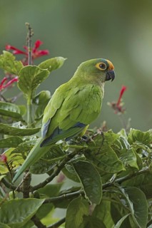 Peach-fronted Parakeet (Eupsittula aurea), Mato Grosso do Sul, Brazil