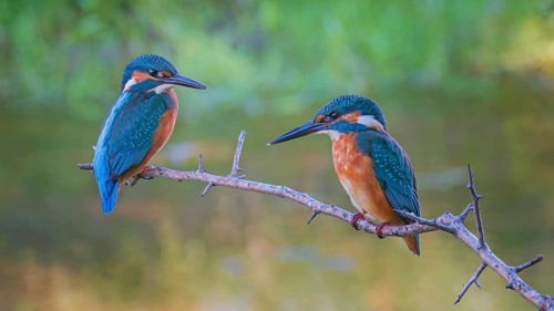 Common Kingfisher (Alcedo atthis) juveniles, Saxony-Anhalt, Germany