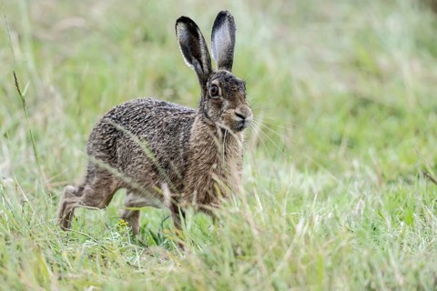 European hare (Lepus europaeus), Emsland, Lower Saxony, Germany