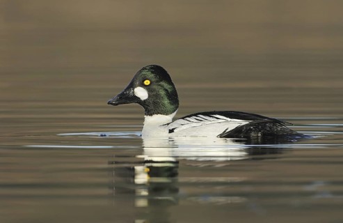 Common Goldeneye (Bucephala clangula) male, British Columbia, Canada