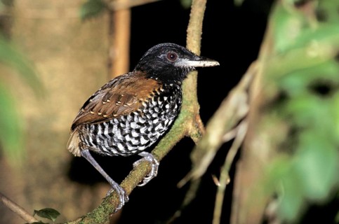 Black-crowned Antpitta Pittasoma michleri Braulio Carillo NP, COSTA RICA March Adult Male
