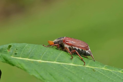 May beetle, wood cockchafer (Melolontha hippocastani), male, on leaf of a horse chestnut (Aesculus