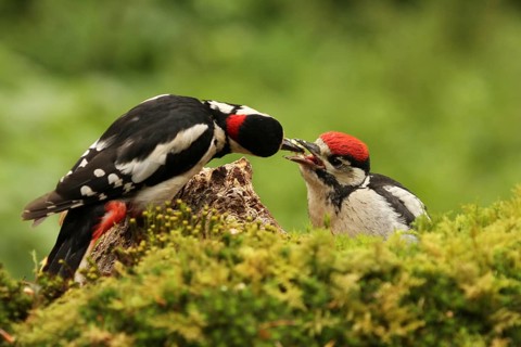 Great Spotted Woodpecker (Dendrocopos major) juvenile, Lower Saxony, Germany