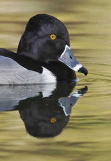Ring-necked Duck (Aythya collaris) male, Arizona, USA