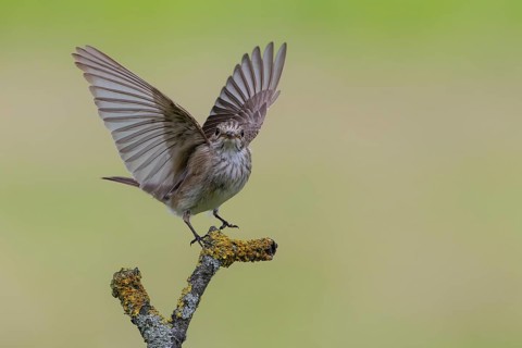 Spotted Flycatcher (Muscicapa striata) perched on a branch, Lower Saxony, Germany