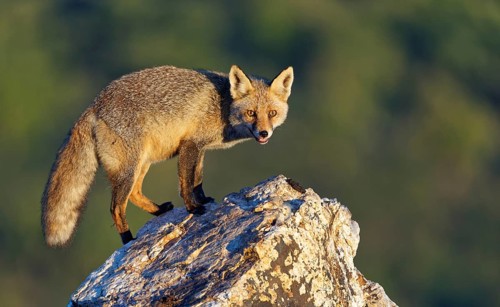 Red fox (Vulpes vulpes) in early morning light on a rock, Sierra de San Pedro, Extremadura, Spain