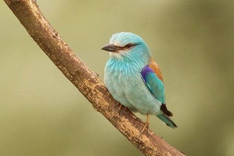 European Roller (Coracias garrulus) male perched on a branch, Serbia