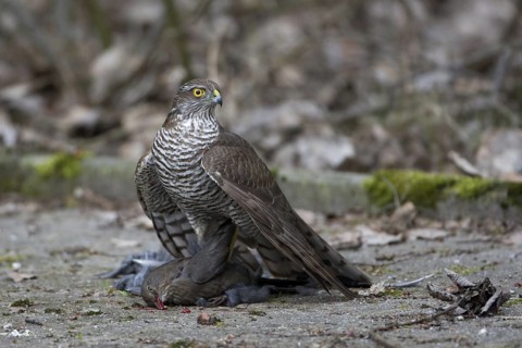 Eurasian Sparrowhawk (Accipiter nisus) female, Saxony, Germany