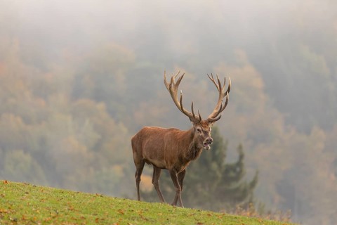 One Red Deer stag (Cervus elaphus) in rutting season, standing calling on a green meadow. A forest