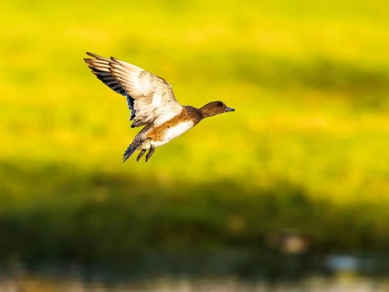 Eurasian Wigeon, Mareca penelope, female in flight over marshes in Devon, England, United Kingdom