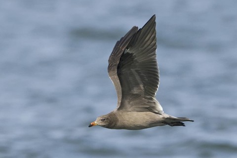Heermann's Gull (Larus heermanni), British Columbia, Canada
