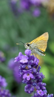 Large skipper (Ochlodes venatus), collecting nectar from a flower of Common lavender (Lavandula