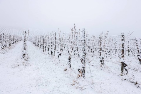 Snow-covered vineyard in a cold winter atmosphere, Rems Valley, Rems-Murr district,