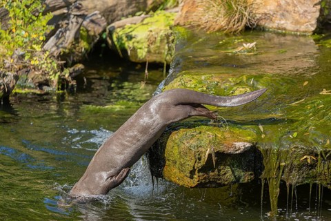 One giant otter or giant river otter (Pteronura brasiliensis) jumping down into the river from a