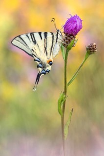 Der Segelfalter (Iphiclides podalirius)