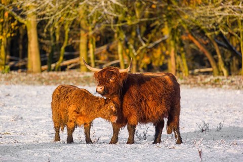 A highland calf (Bos primigenius taurus) cuddles with its mother on a snow-covered pasture