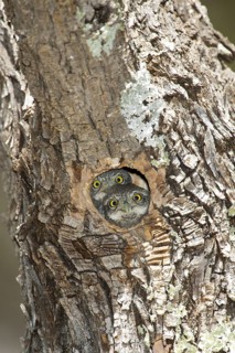 Mountain Pygmy Owl Glaucidium gnoma Huachuca Mountains, Cochise County, Arizona, United States 4