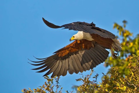 African Fish Eagle (Haliaeetus vocifer) taking flight, Chobe, Botswana