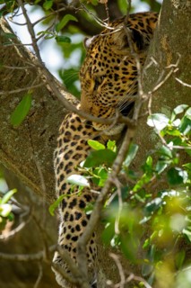 A majestic leopard rests gracefully within the foliage of a tree in Kenya's Masai Mara. The dappled