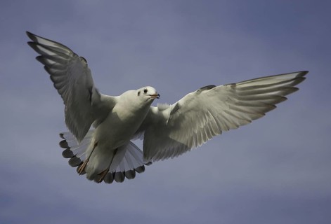 Black-headed Gull (Chroicocephalus ridibundus) flying, Mecklenburg-Western Pomerania, Germany