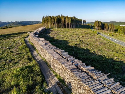 Pile of wood in a partially cleared forest area, felled spruces, with damage caused by the bark