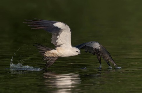 Swallow-tailed Kite (Elanoides forficatus) flying, Florida, USA