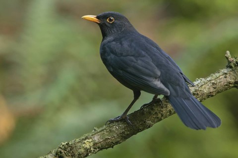 Common Blackbird (Turdus merula) male, Netherlands