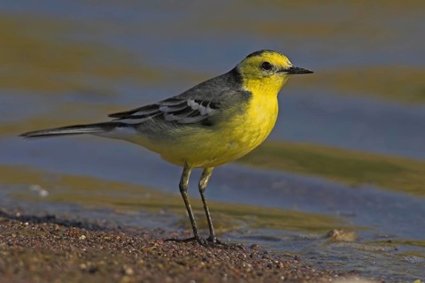 Citrine wagtail, (Motacilla citreola), foraging in a biotope, Middle East, Oman, songbird, family