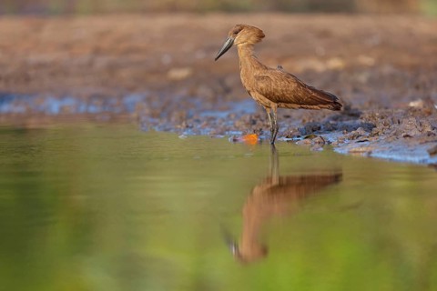 Hammerhead, Hammerhead, Hamerkop, (Scopus umbretta), Ombrette africaine, Avemartillo, Shadebird,
