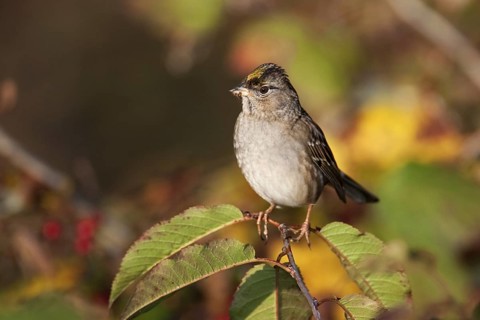 Golden-crowned Sparrow (Zonotrichia atricapilla), British Columbia, Canada