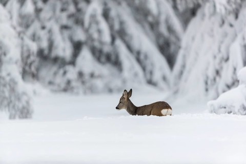 One young male Roe Deer, Roe buck (Capreolus capreolus), running through deep snow. Trees in the