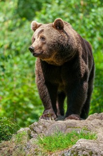 Brown bear (Ursus arctos) standing on a rock and looking attentively, captive, Bavarian Forest